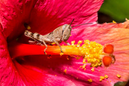 a close up of a grasshopper in a flowerの写真素材