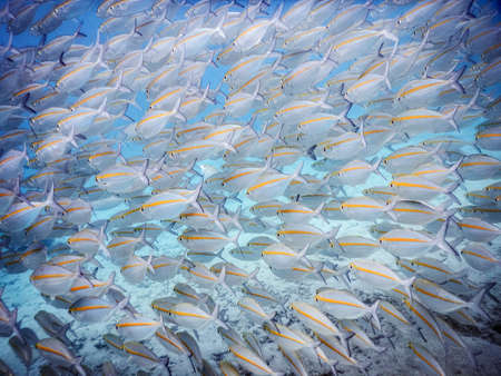 school of fish in water in vanuatu
