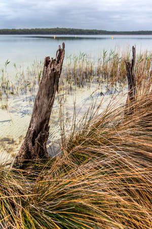 grass and trees next to the water at lake conjolaの写真素材