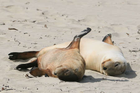 a seal lying in the sand on a beachの写真素材