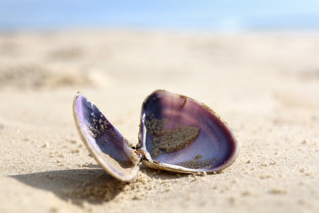 close up of a shell on the beachの写真素材
