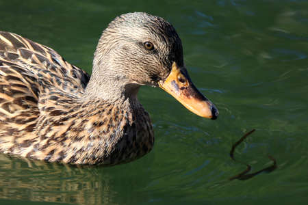 a duck swimming in a body of water