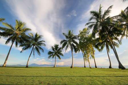 palm trees in the grass on the coastの写真素材