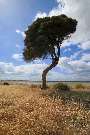 tree in a field on kangaroo islandの写真素材