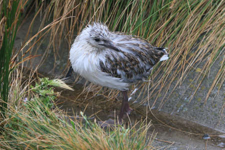 a bird that is standing in the grassの写真素材