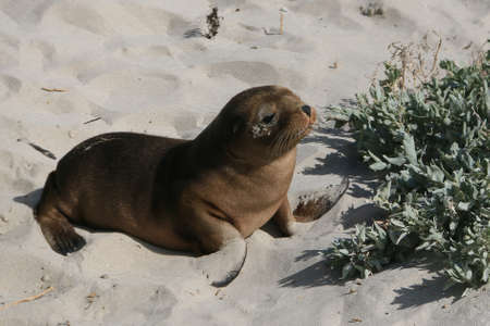 seal pup on the beach at kangaroo islandの写真素材