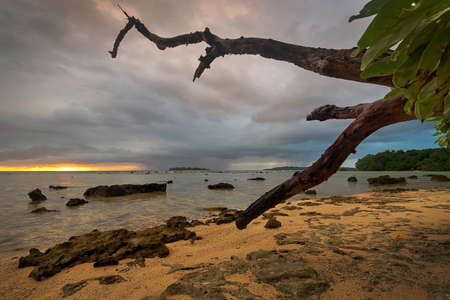a tree next to a body of water on santo island in vanuatuの写真素材
