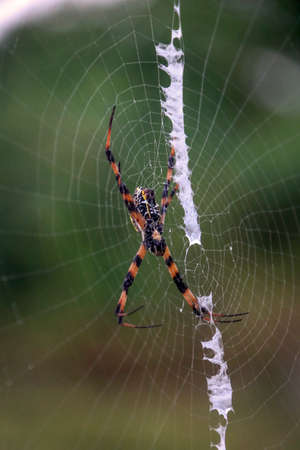 spider and web on santo island in vanuatuの写真素材