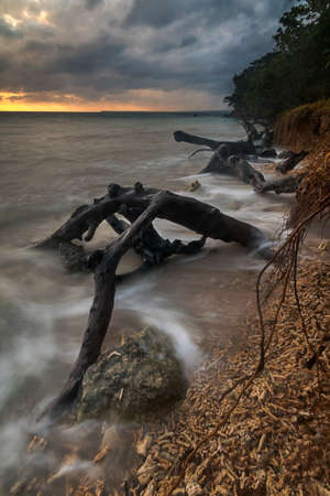 tree formation and water on santo island in vanuatuの写真素材