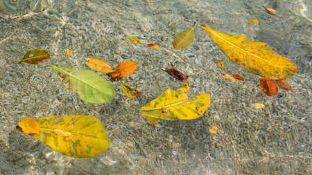 leaves and water on santo island in vanuatuの写真素材