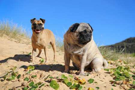 two pug dogs sitting on the sand near plants on the beachの写真素材