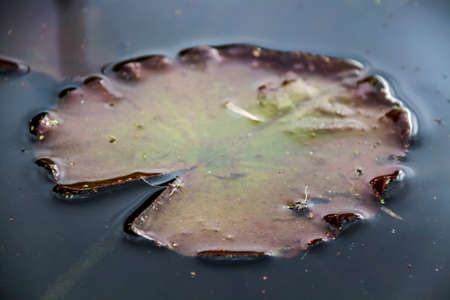 close up of a lillypad in a reflective pondの写真素材