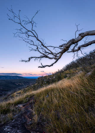 tree with mountains in the background at sunsetの写真素材