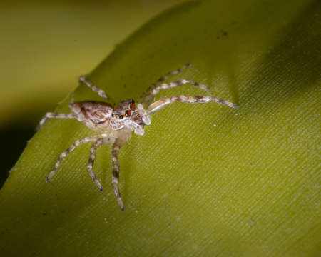 jumping spider on a leaf in australiaの写真素材