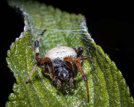 macro close up of a spider on a leaf