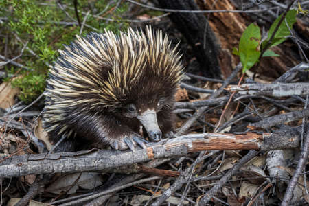 close up photo of echidna in the Australian bushの写真素材