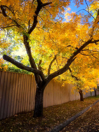 yellow autumn leaves on tree near fence and grassの写真素材