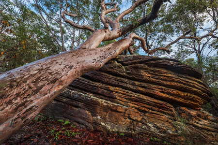 tree fallen over onto rock in bushland after lots of rainの写真素材
