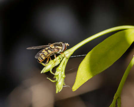 A close up of a fly on flower in the garden