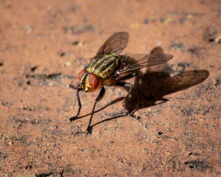 macro close up of flesh fly on the groundの写真素材