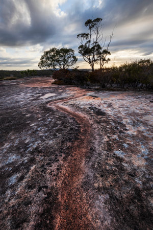 Rocks leading to a tree in Brisbane Water National Parkの写真素材