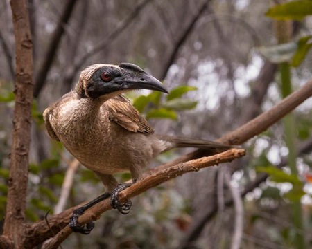 Helmeted Friarbird in the wild on Magnetic Islandの写真素材