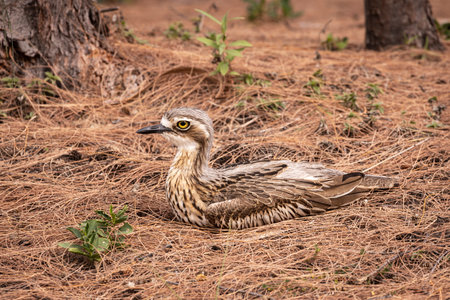 Bush Stone Curlew On Magnetic Island near Townsville in Australia