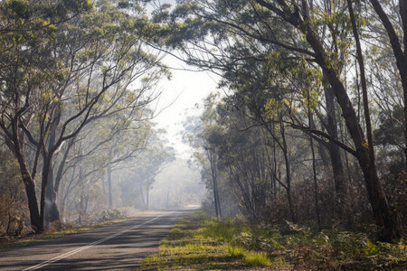 Smoke amongst trees during bush fire at Minnie Water on NSW Coast of Australiaの写真素材