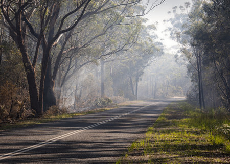 Smoke over road amongst trees during bush fire at Minnie Water on NSW Coast of Australiaの写真素材