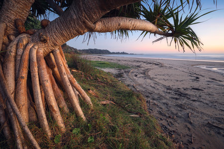 Banyan tree near creek and sand on beach at Minnie Water NSW Australiaの写真素材