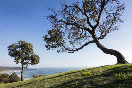 Shapely trees on cliff over ocean at Minnie Water on NSW coastlineの写真素材