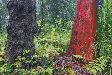 colourful trees after rain in forest on nsw central coast of australiaの写真素材