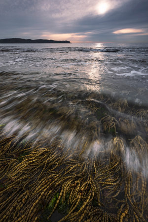 wave breaking over seaweed at pearl beach on nsw central coast australiaの写真素材
