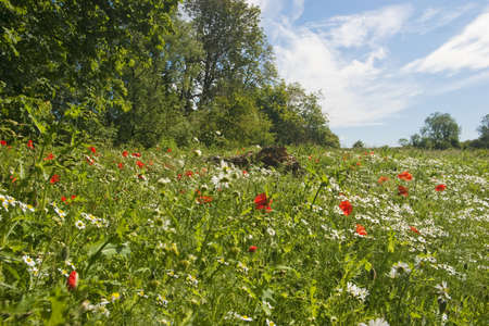 I found this display of summer colour in a quiet corner of a field in Lincolnshire, when on one of my favorite walks in the countrysideThe English country side in summer is a joy to behold.の写真素材