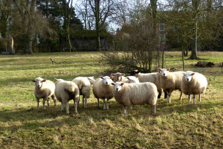 A small flock of sheep in the local vicarage paddock.の写真素材