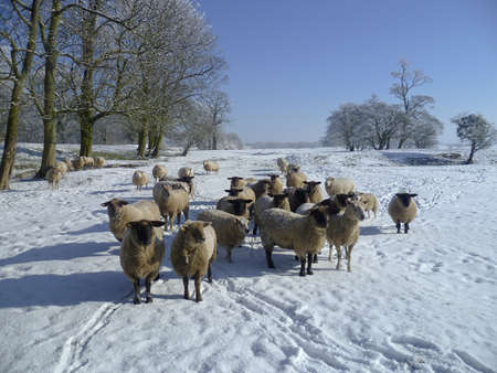 Sheep in hard winter, waiting for farmer to bring extra rations の写真素材