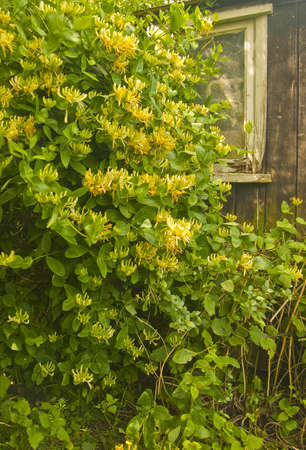 A old garden shed in a forgotten corner of a cottage garden, overgrown with honeysuckle.の写真素材