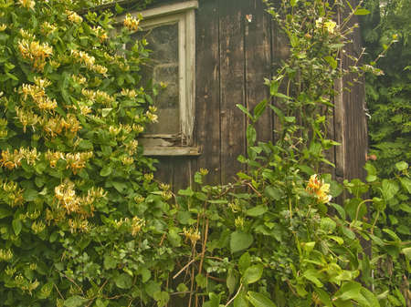 DSC04738 A old garden shed in a forgotten corner of a cottage garden, overgrown with honeysuckle.の写真素材