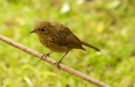 juvenile robin