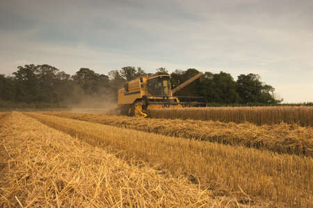  In the late afternoon a local farmer makes good time to complete the harvest of the wheat crop, before night fall の写真素材
