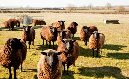A small flock of Jacobs Sheepの写真素材