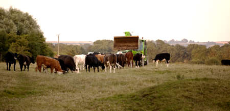 A local farmer gives his cattle a supplementary feed, reject potatoes , this will help the cattle to put on extra weight for the food market の写真素材