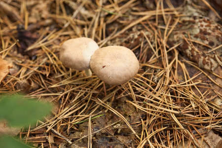 1680  Field Mushrooms growing amongst pine needles on the woodland floor, edible fungi 