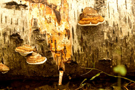 1683  A cluster of Tinder fungi on a fallen Silver Birch tree, the tree trunk is in a advanced state of decay の写真素材