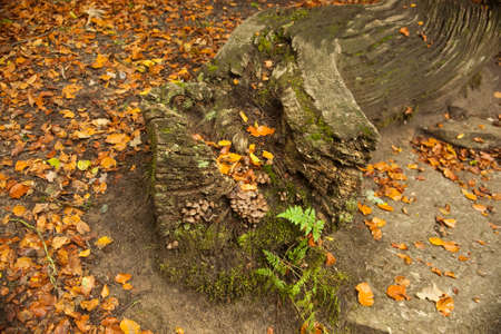 1746  The Leathery Mycena fungi is to be found in clusters on tree stumps or from buried wood...