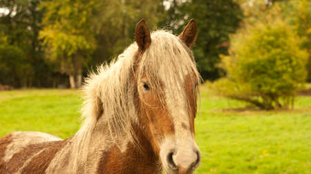  A very wet pony in a paddock after a night of heavy rain and wind の写真素材
