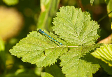 The Common Blue Damselfly の写真素材