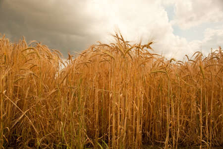 Barley is a cereal crop grown for use in animal feed, food production,and for malting to be used in beer and whiskey  After harvesting the straw can be used for animal bedding の写真素材
