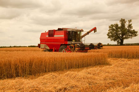 Harvesting the barley crop The grain will be used for malting in the alcohol trade or for food production, if the crop is low grade quality it will   be used for cattle feed  The straw for winter bedding for the cattle の写真素材