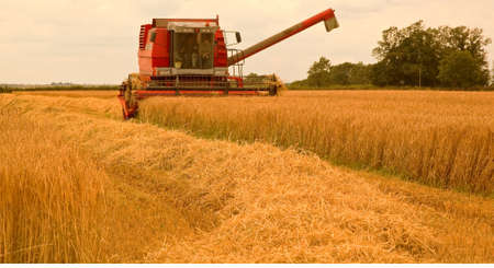 A fine summer afternoon and this farmer makes the most of the weather as he harvests the barley crop  A farming scene in Lincolnshire, England の写真素材